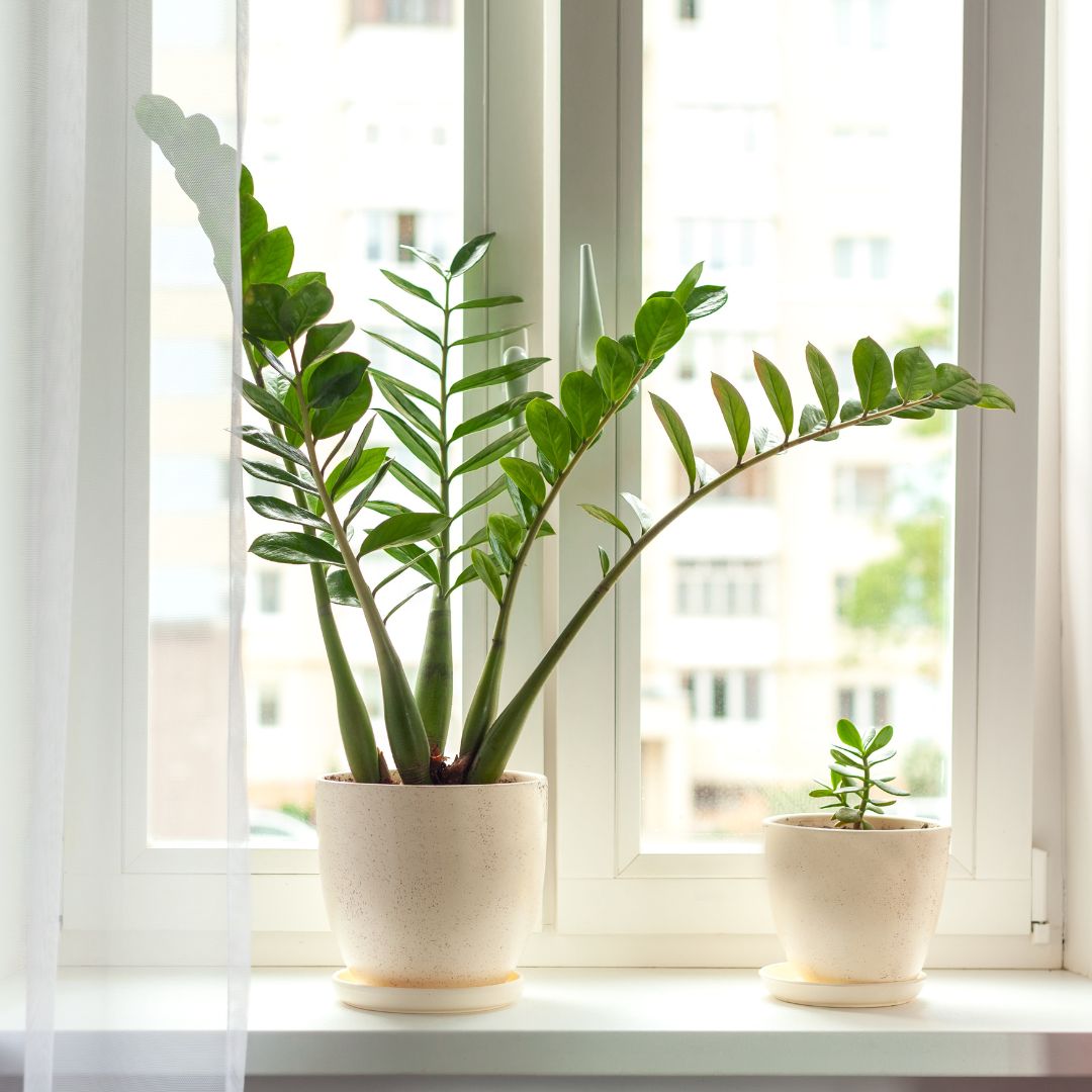 señora leyendo libro en un ambiente fresco y soñador